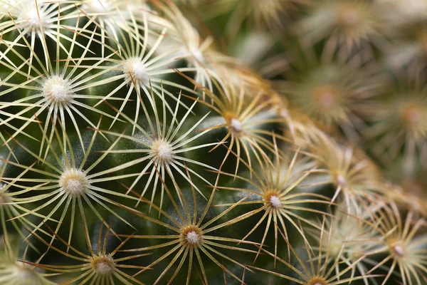 Cactus macro — Stock Photo, Image