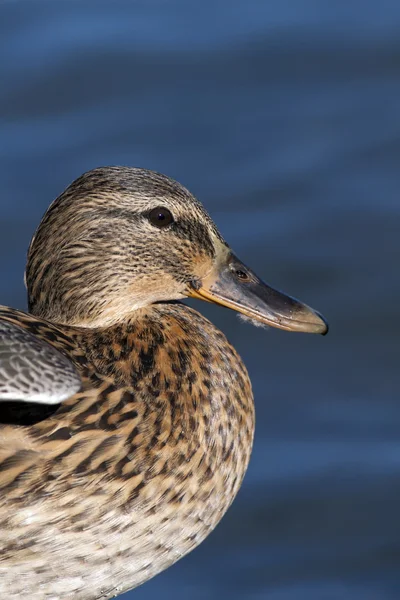 Mallard — Stock fotografie