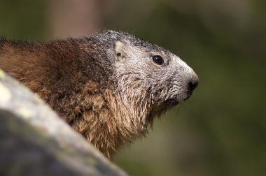 Marmot portre