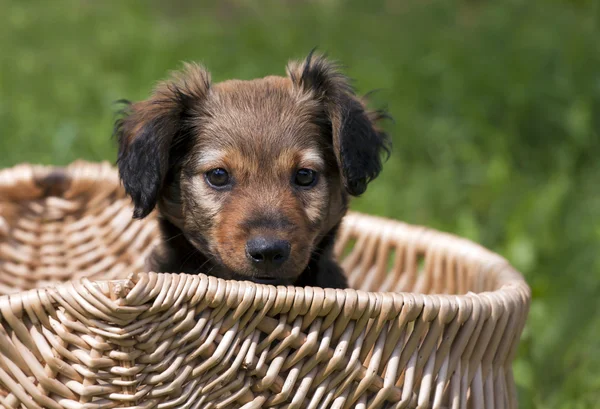 Cachorrinho cão bonito — Fotografia de Stock