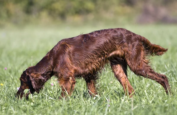 Jagdhund — Stockfoto