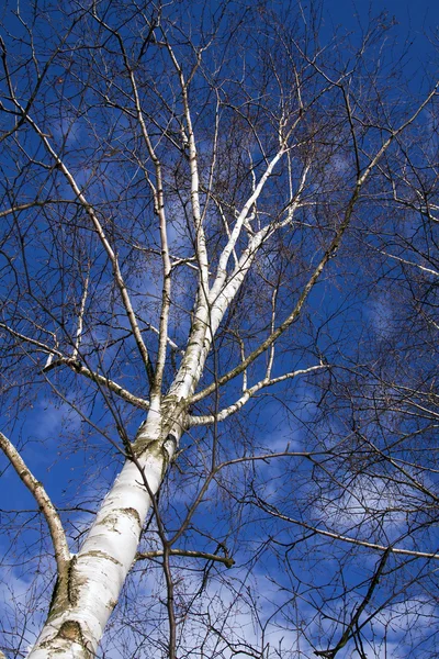 Brzozowe drzewo — Zdjęcie stockowe
