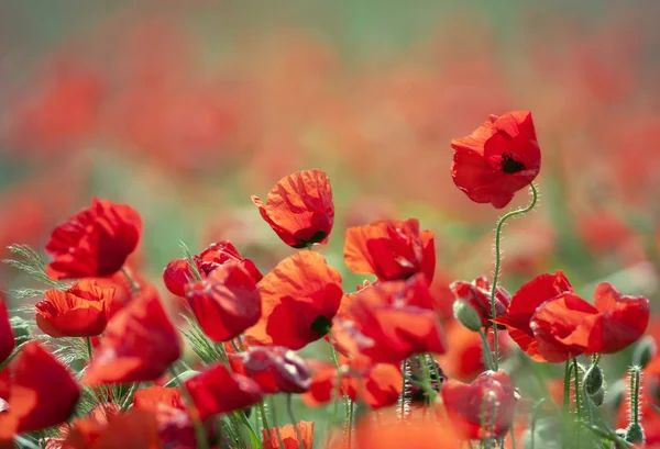 Bellissimi papaveri selvatici — Foto Stock