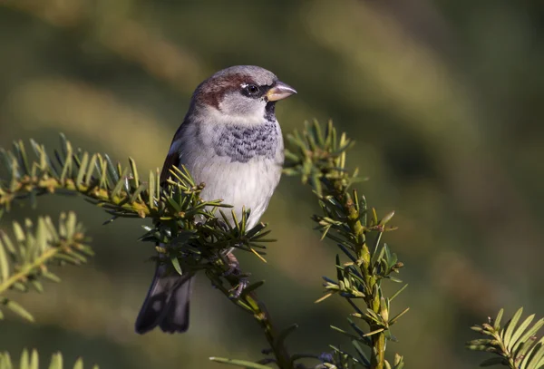 Sparrow — Stock fotografie