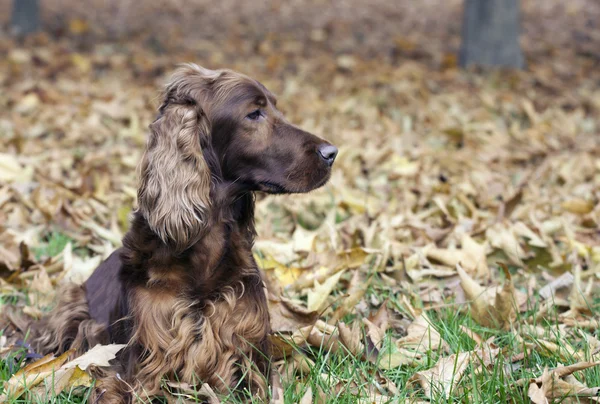 Magnifique Setter irlandais — Photo