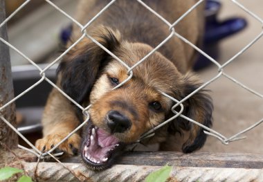 Tel örgü çit arkasında daksund köpek yavrusu