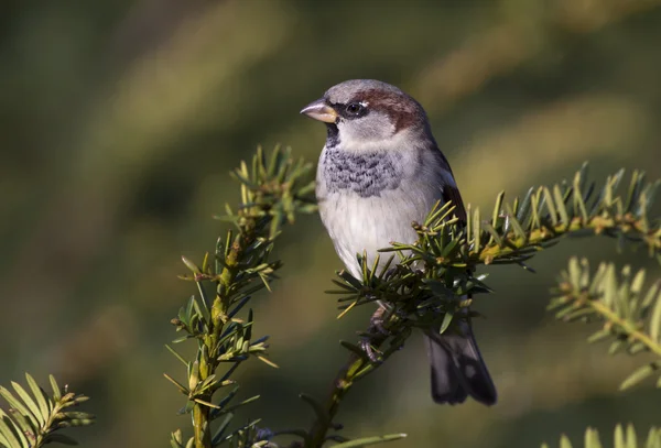 Sparrow — Stock fotografie