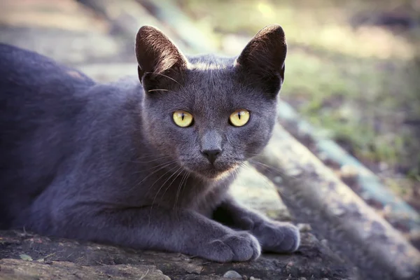 Beautiful silver cat — Stock Photo, Image