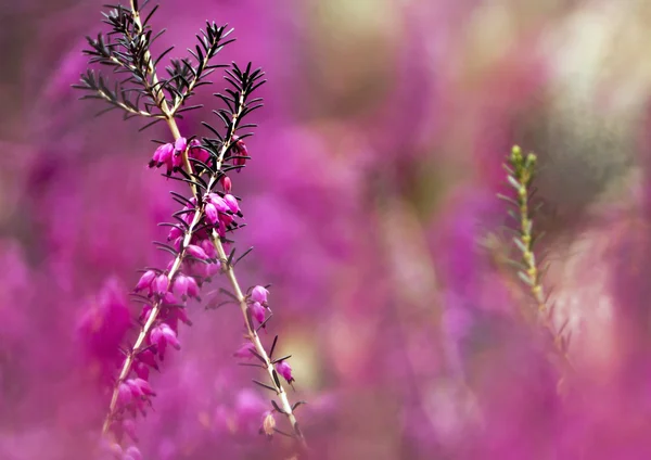 Erica flores de fundo — Fotografia de Stock