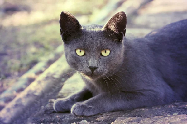 Silver cat in retro vintage filter — Stock Photo, Image