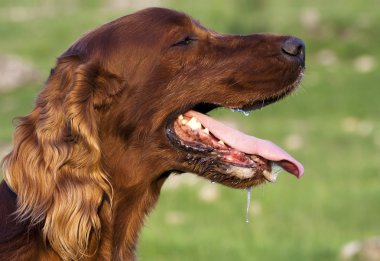 köpek drooling