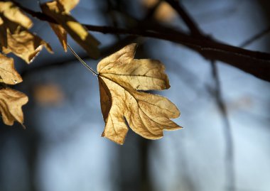 sonbahar yaprak