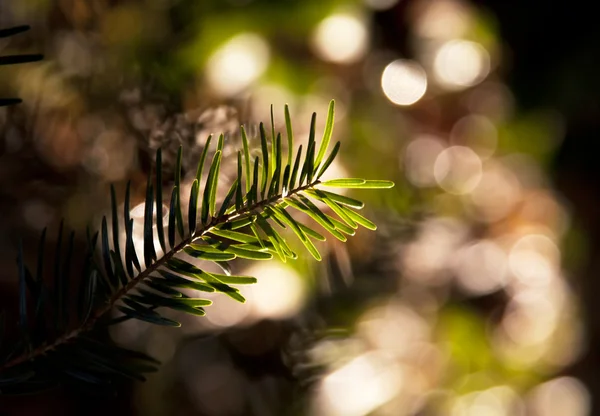 Pino de Navidad — Foto de Stock