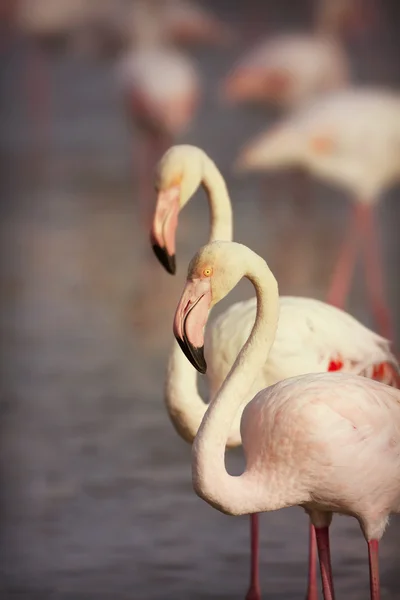 Belos flamingos — Fotografia de Stock