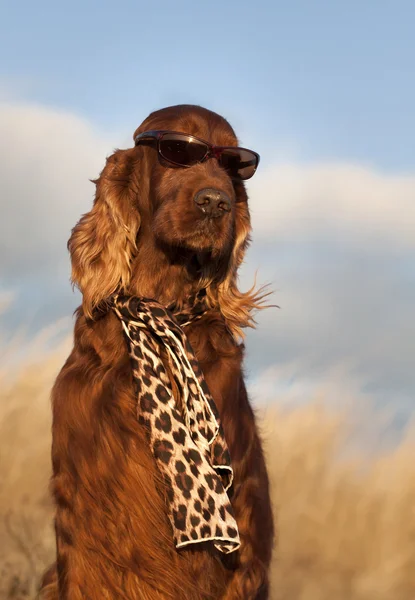 Cão engraçado — Fotografia de Stock