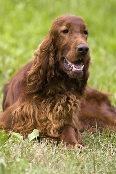 美丽的爱尔兰塞特犬 — 图库照片