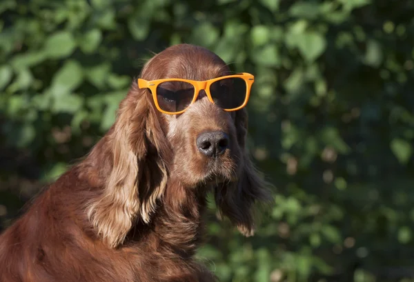 Rolig hund med solglasögon — Stockfoto