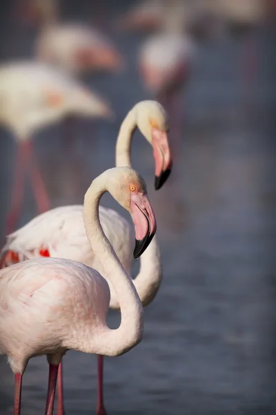 Piękne flamingi — Zdjęcie stockowe