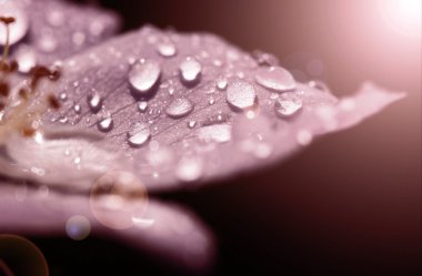Pink flower and raindrops