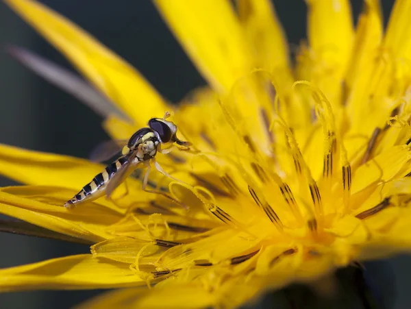 Tiny hoverfly — 图库照片