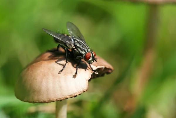 Fliegenporträt — Stockfoto