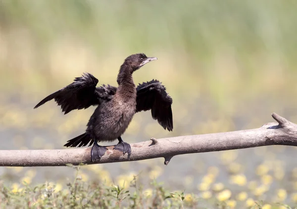 Cormorán — Foto de Stock