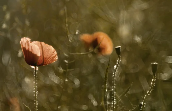 抽象的野生罂粟 — 图库照片