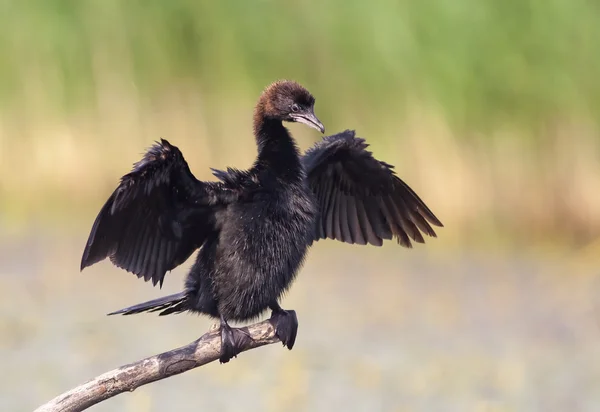 Kormoran — Zdjęcie stockowe