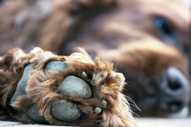 Sevimli köpek pençe