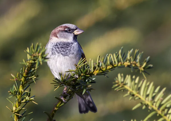 Sparrow — Stock Photo, Image