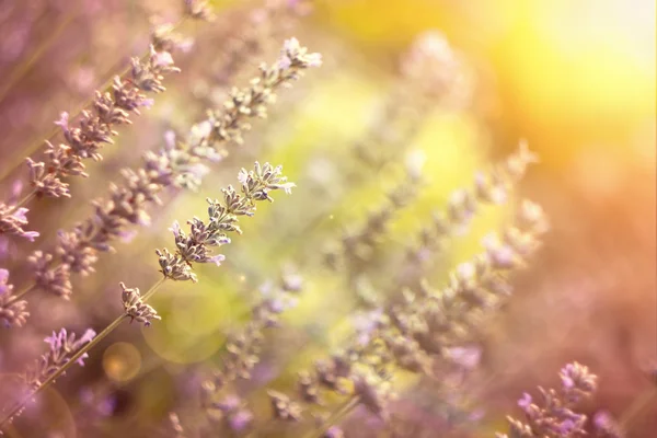 Schöner Lavendel — Stockfoto