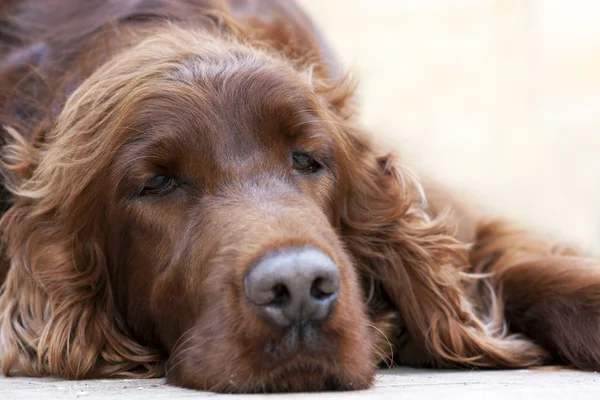 Beautiful lazy dog resting — Stock Photo, Image