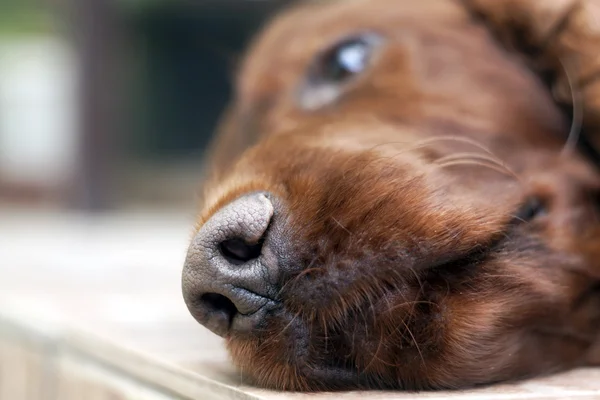 Hond neus — Stockfoto