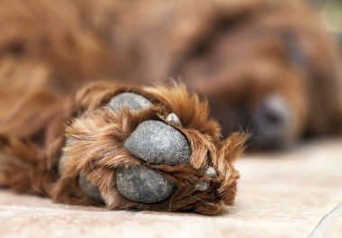 Sevimli köpek pençe