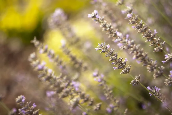 Schöner Lavendel — Stockfoto