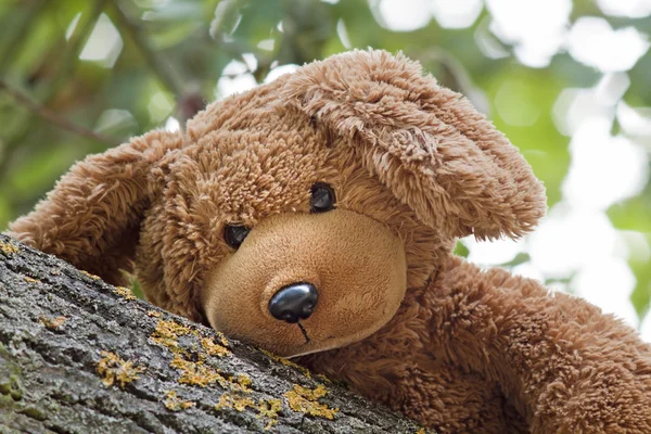 Urso de brinquedo bonito — Fotografia de Stock