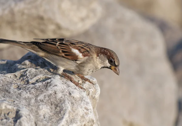 Sparrow — Stock fotografie