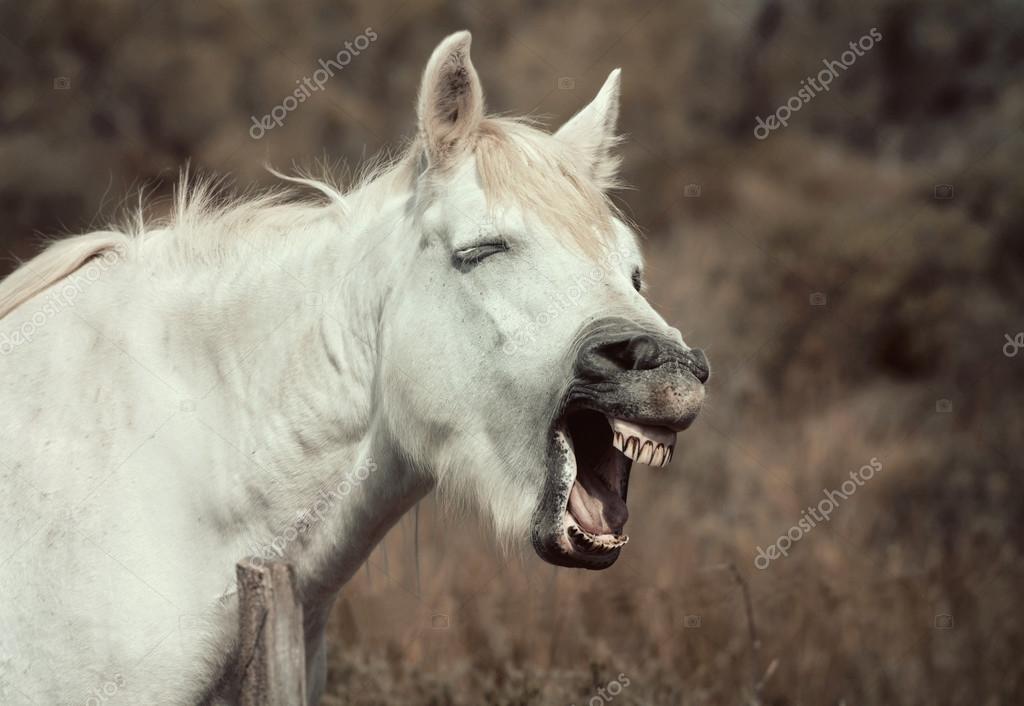 TÉLÉCHARGER HENNISSEMENT CHEVAL CHEVAL TÉLÉCHARGER HENNISSEMENT