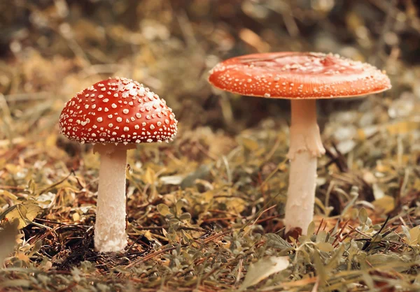 红色蘑菇 — 图库照片