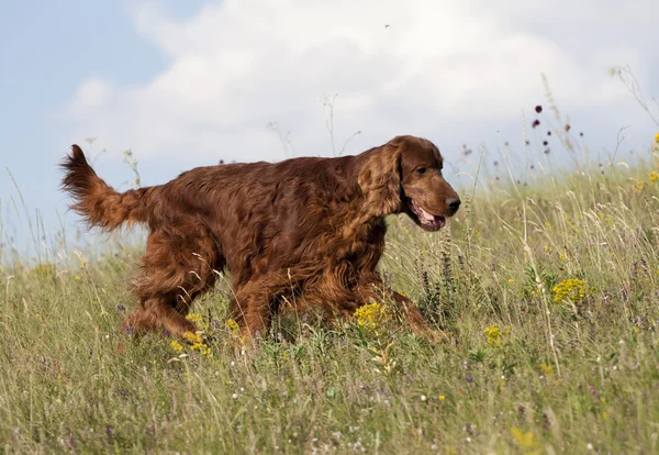 Hunting dog — Stock Photo, Image