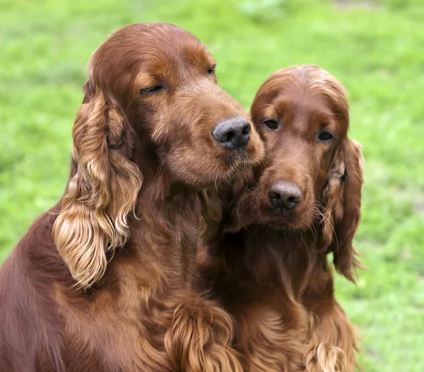 Hond vrienden — Stockfoto