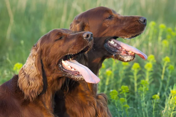 Cani in estate — Foto Stock