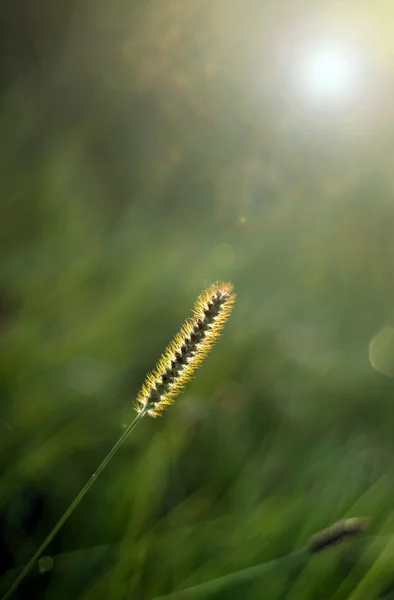 Hermosa hierba — Foto de Stock