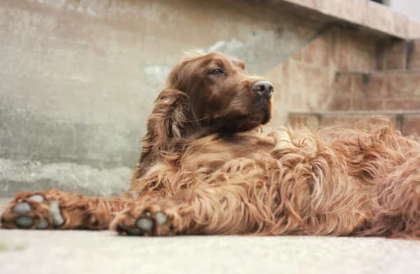 Imagens de Lustige irish red setter sem royalties Pagina 8 Depositphotos