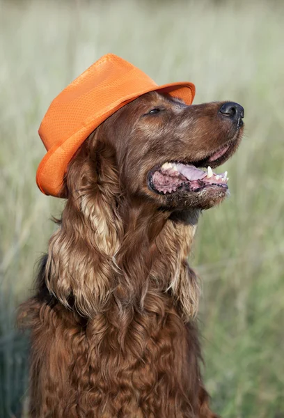 Perro divertido — Foto de Stock