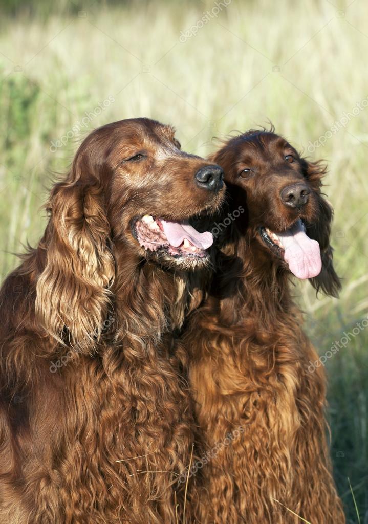 Schöne Hunde Stockfotografie lizenzfreie Fotos © marenka1 84710912