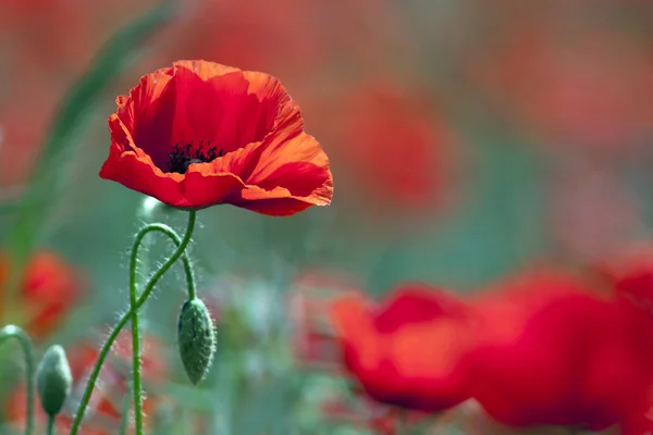 Bellissimo papavero selvatico — Foto Stock