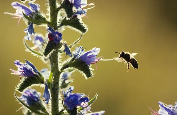 ミツバチの飛行 — ストック写真