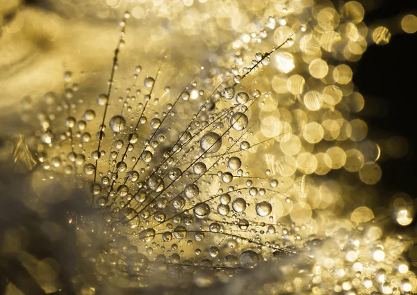 Gotas de rocío dorado — Foto de Stock