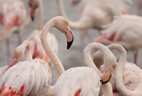 Flamants roses — Photo